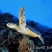 turtle_hawksbill_pan_h_0030_egy0081.jpg